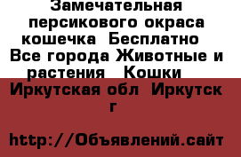 Замечательная персикового окраса кошечка. Бесплатно - Все города Животные и растения » Кошки   . Иркутская обл.,Иркутск г.